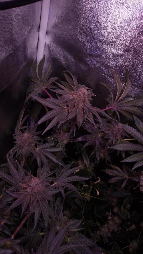 Fem10 - Photoperiodic TestSeed FastBuds. Week 17
