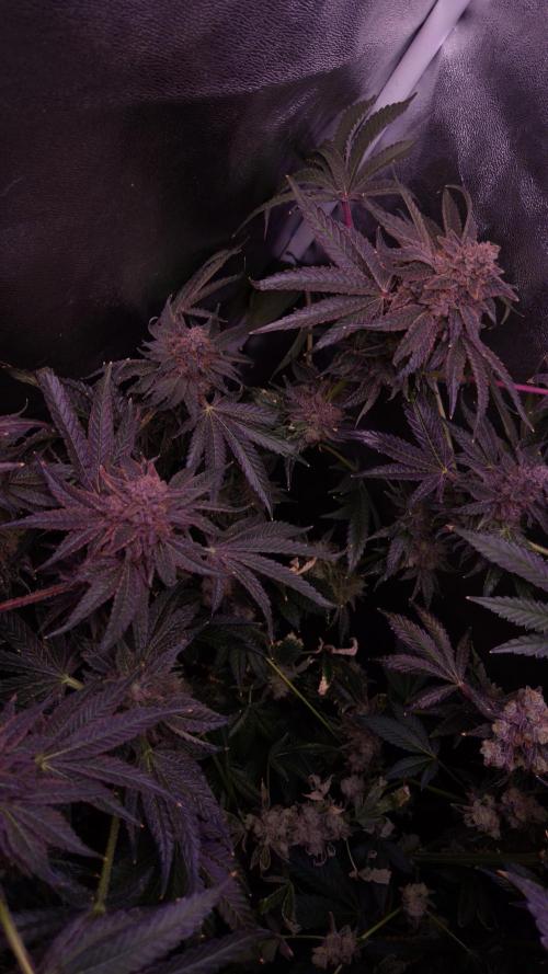 . Week 17