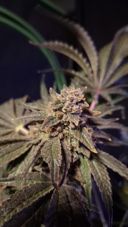 Fem10 - Photoperiodic TestSeed FastBuds. Week 18