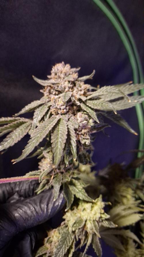 Fem10 - Photoperiodic TestSeed FastBuds. Week 18
