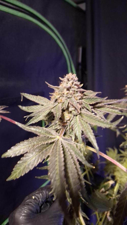 Fem10 - Photoperiodic TestSeed FastBuds. Week 18