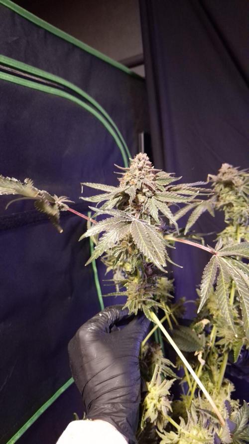 Fem10 - Photoperiodic TestSeed FastBuds. Week 18