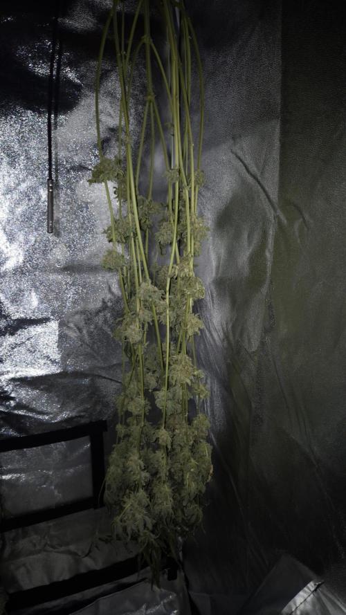 Fem10 - Photoperiodic TestSeed FastBuds. Week 18