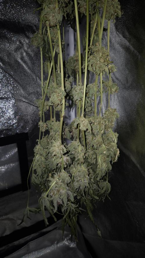 Fem10 - Photoperiodic TestSeed FastBuds. Week 18