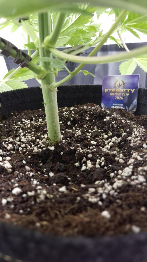 🥦Sticky Broccoli - EC 2026🏆. Week 5