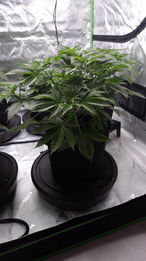 🥦Sticky Broccoli - EC 2026🏆. Week 5