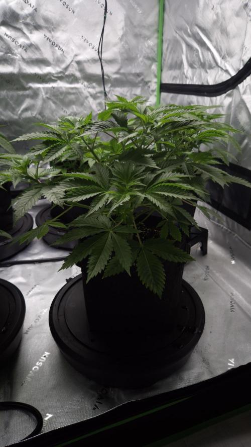 🥦Sticky Broccoli - EC 2026🏆. Week 5