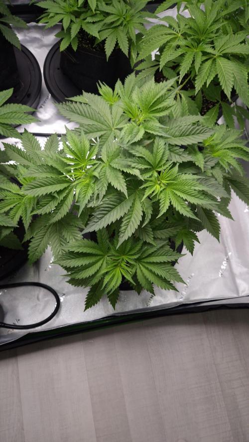 🥦Sticky Broccoli - EC 2026🏆. Week 5