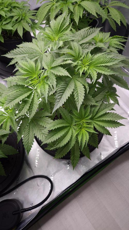 🥦Sticky Broccoli - EC 2026🏆. Week 5