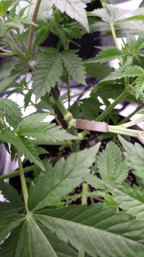 🥦Sticky Broccoli - EC 2026🏆. Week 5