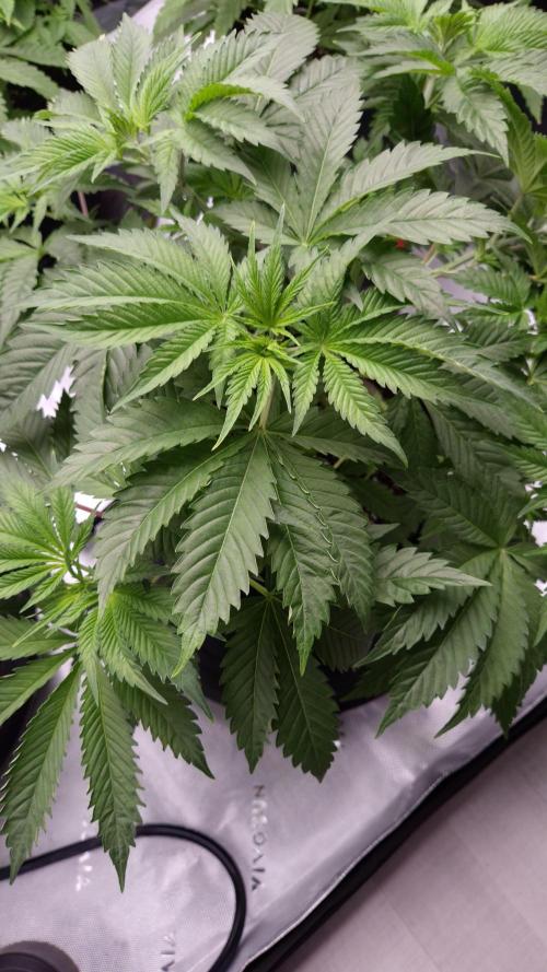 🥦Sticky Broccoli - EC 2026🏆. Week 5