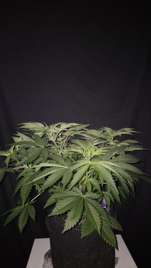 🥦Sticky Broccoli - EC 2026🏆. Week 5