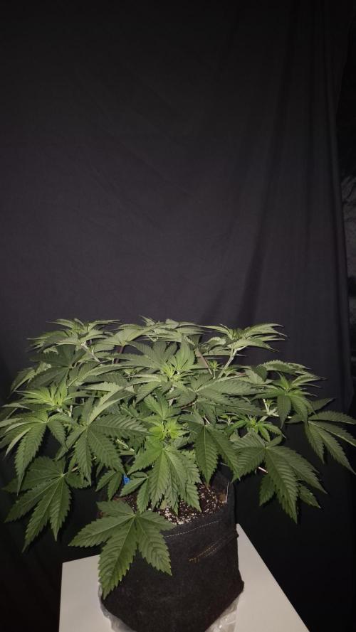 🥦Sticky Broccoli - EC 2026🏆. Week 5