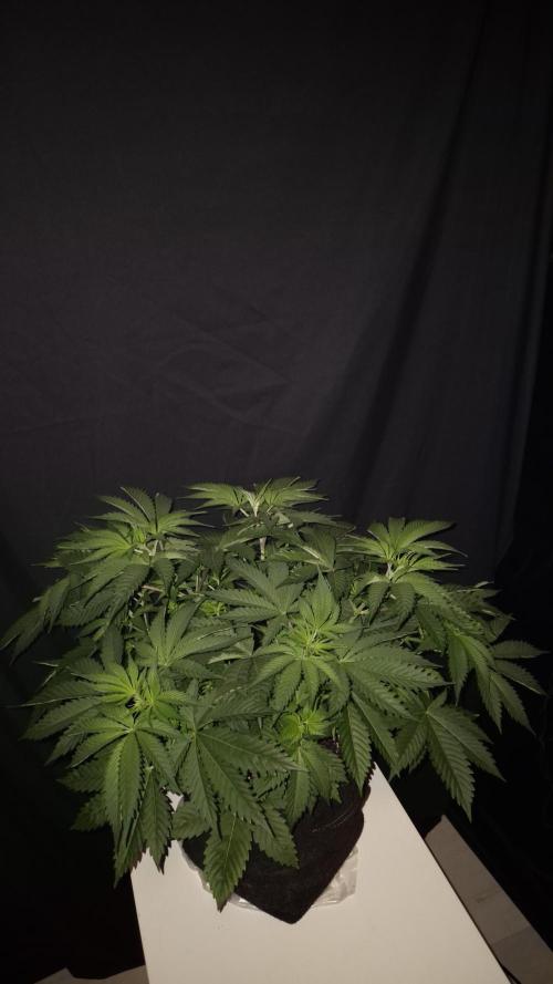 🥦Sticky Broccoli - EC 2026🏆. Week 5