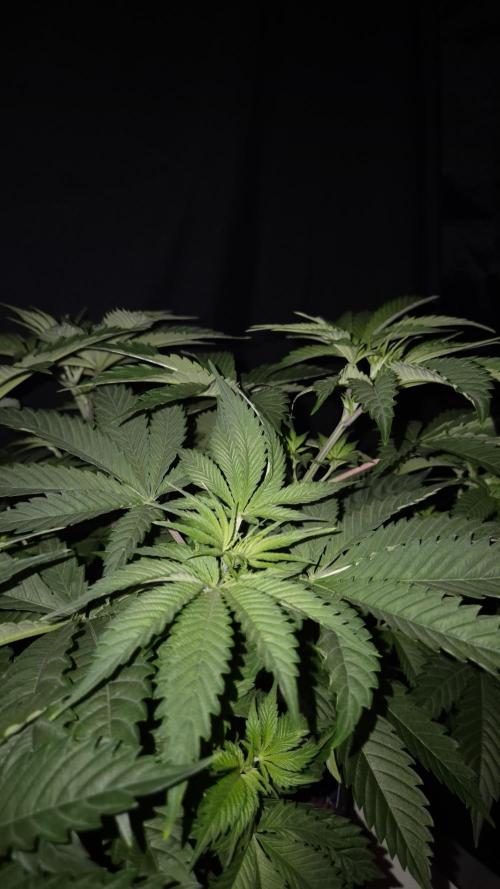 🥦Sticky Broccoli - EC 2026🏆. Week 5