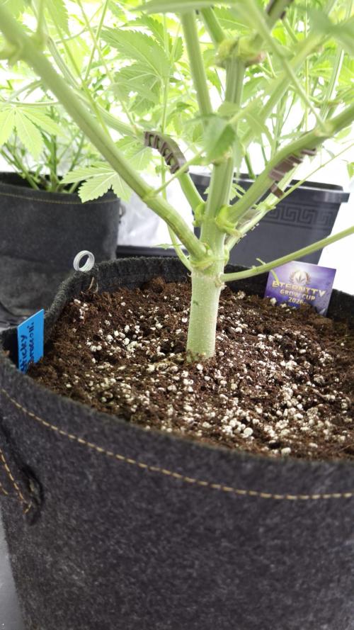 🥦Sticky Broccoli - EC 2026🏆. Week 6