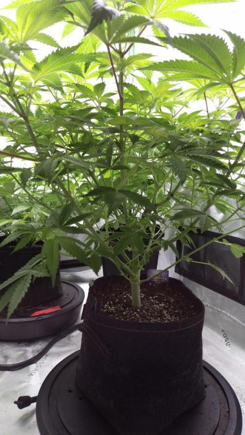 🥦Sticky Broccoli - EC 2026🏆. Week 6