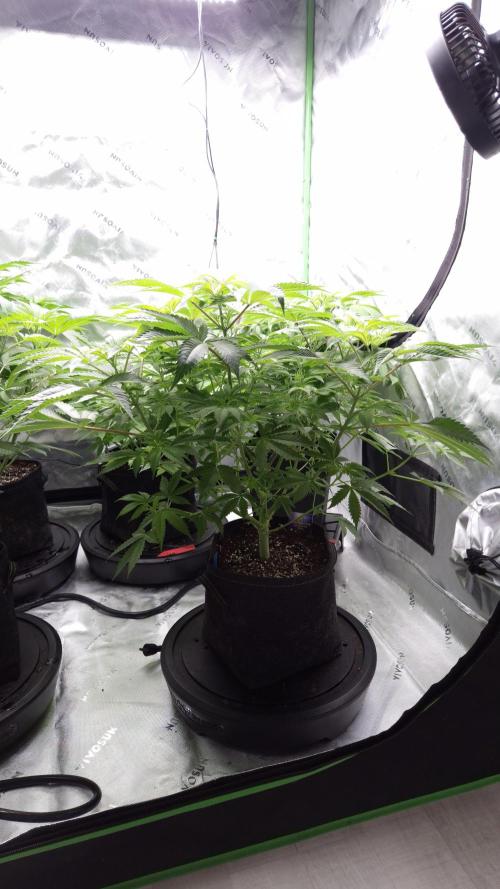 🥦Sticky Broccoli - EC 2026🏆. Week 6