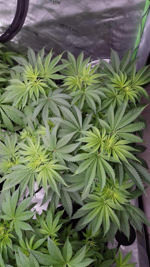 🥦Sticky Broccoli - EC 2026🏆. Week 6