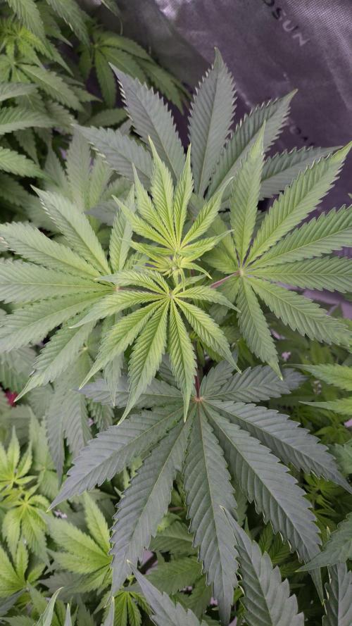 🥦Sticky Broccoli - EC 2026🏆. Week 6