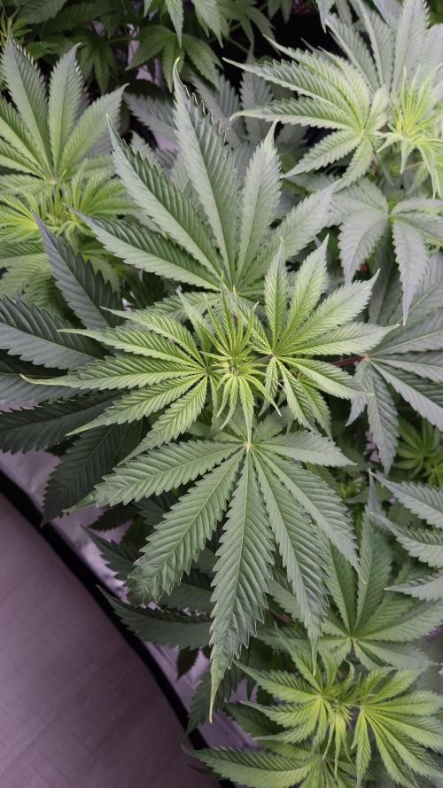 🥦Sticky Broccoli - EC 2026🏆. Week 6