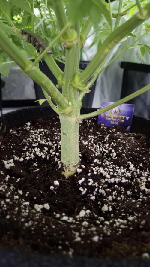 🥦Sticky Broccoli - EC 2026🏆. Week 7