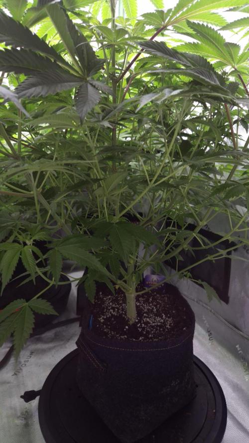 🥦Sticky Broccoli - EC 2026🏆. Week 7