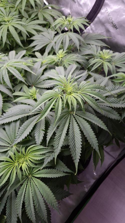 🥦Sticky Broccoli - EC 2026🏆. Week 7
