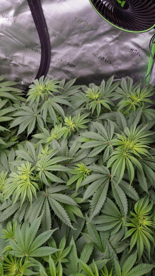 🥦Sticky Broccoli - EC 2026🏆. Week 7
