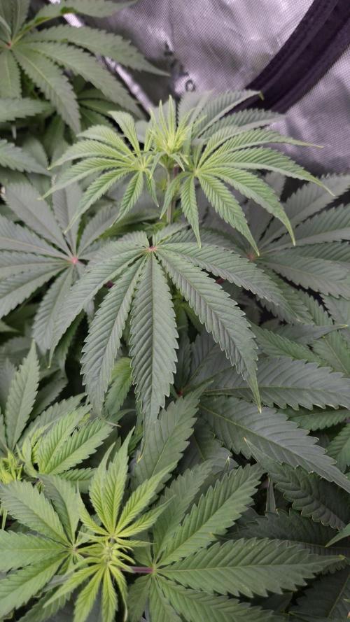 🥦Sticky Broccoli - EC 2026🏆. Week 7