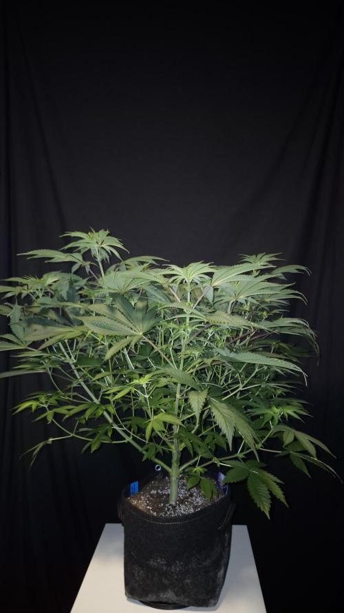 🥦Sticky Broccoli - EC 2026🏆. Week 7