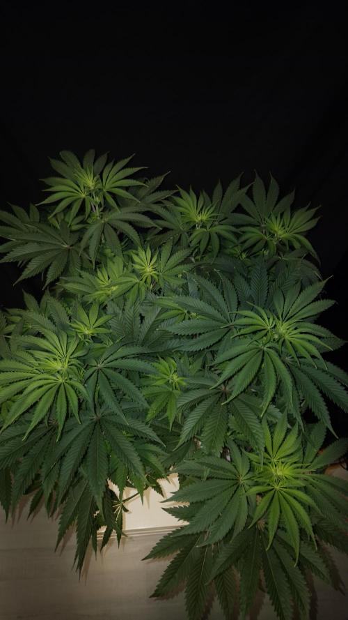 🥦Sticky Broccoli - EC 2026🏆. Week 7