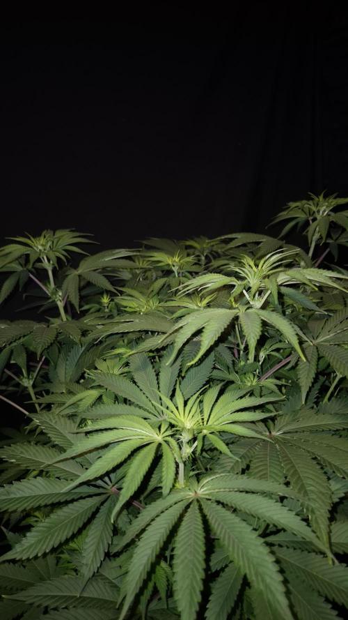 🥦Sticky Broccoli - EC 2026🏆. Week 7