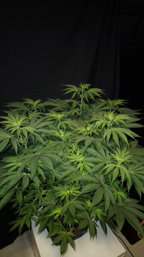 🥦Sticky Broccoli - EC 2026🏆. Week 7