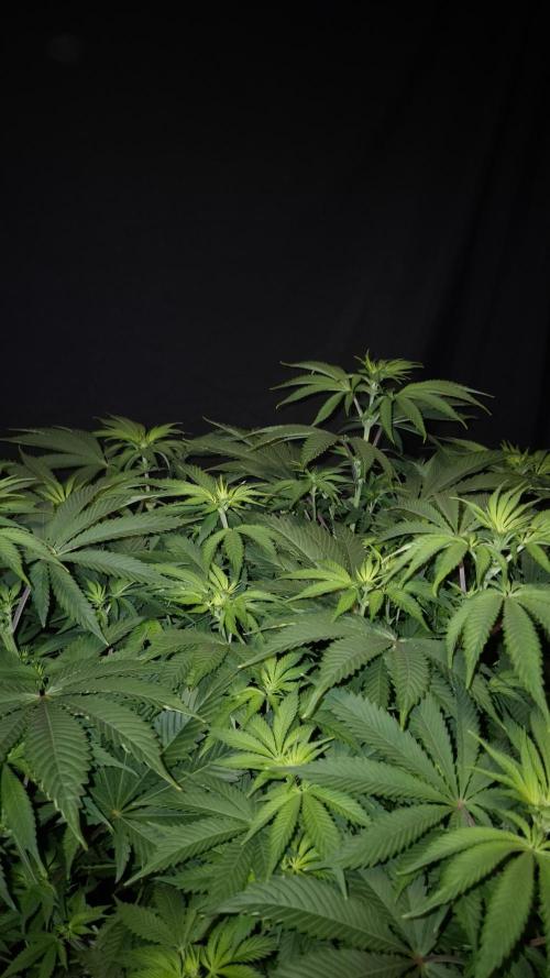 🥦Sticky Broccoli - EC 2026🏆. Week 7