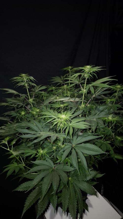 🥦Sticky Broccoli - EC 2026🏆. Week 8