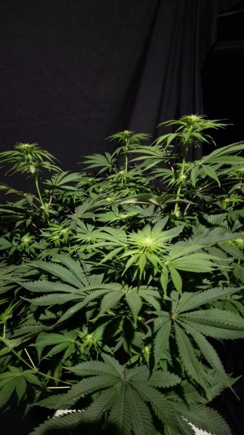 🥦Sticky Broccoli - EC 2026🏆. Week 8