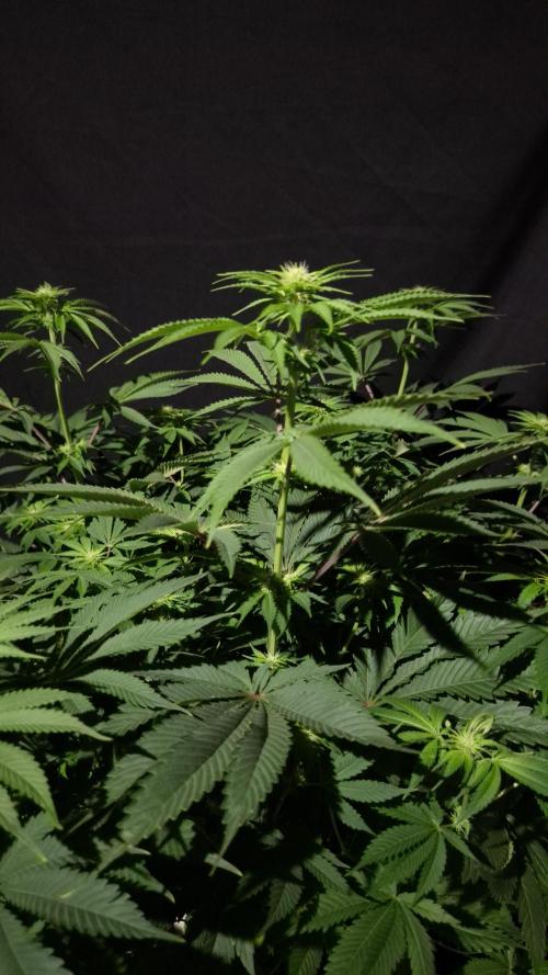 🥦Sticky Broccoli - EC 2026🏆. Week 8
