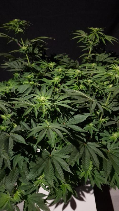 🥦Sticky Broccoli - EC 2026🏆. Week 8