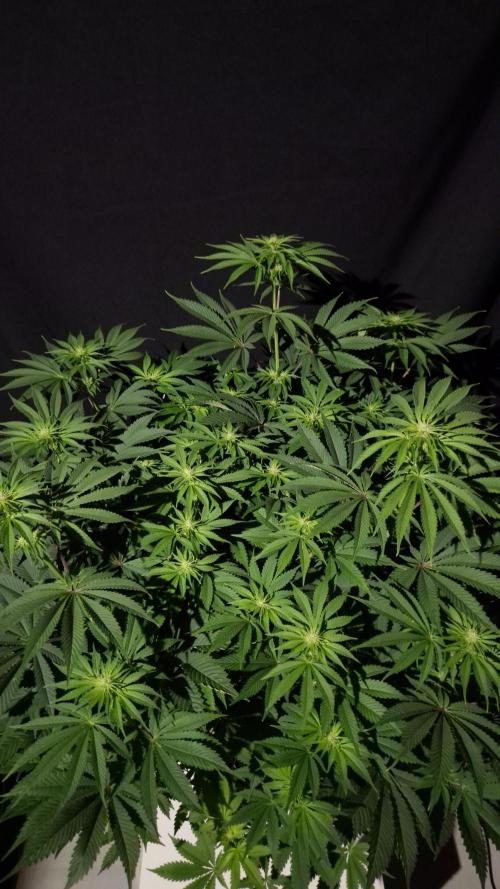 🥦Sticky Broccoli - EC 2026🏆. Week 8