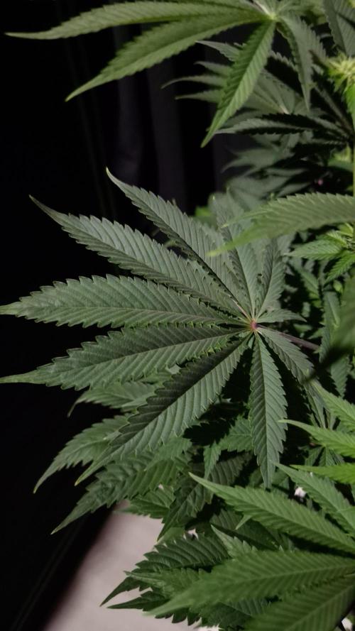 🥦Sticky Broccoli - EC 2026🏆. Week 8