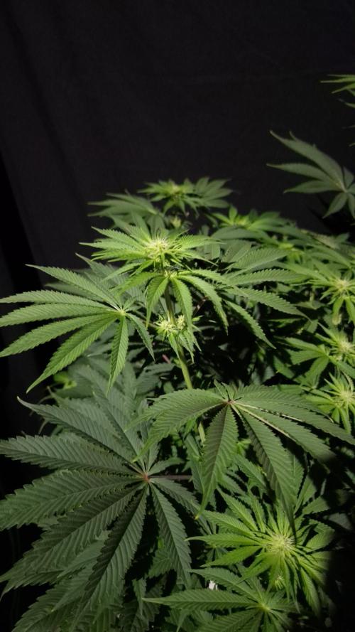 🥦Sticky Broccoli - EC 2026🏆. Week 8
