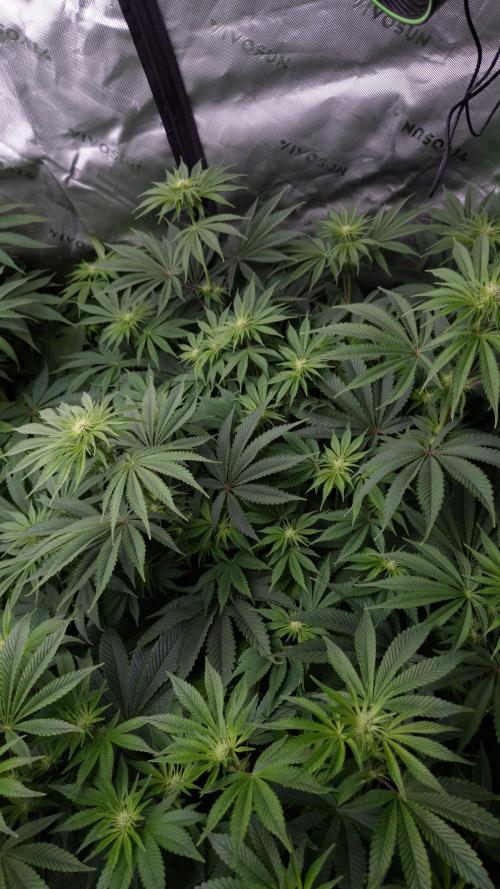 🥦Sticky Broccoli - EC 2026🏆. Week 8