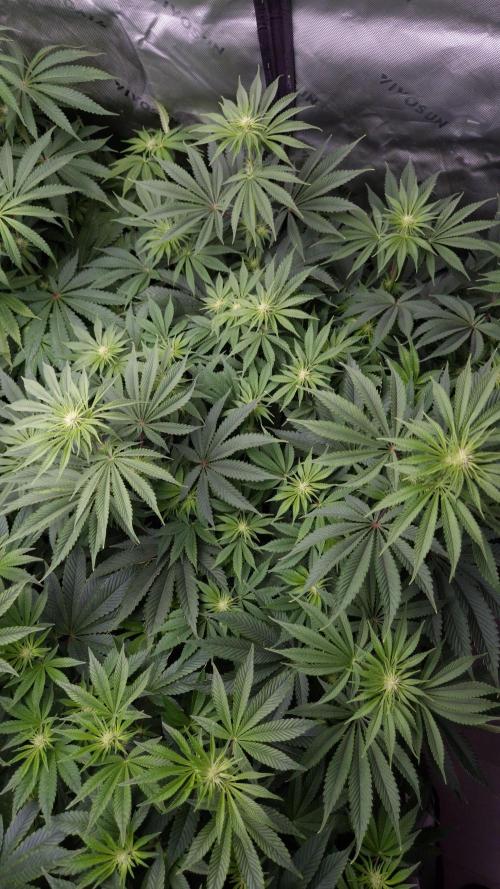 🥦Sticky Broccoli - EC 2026🏆. Week 8
