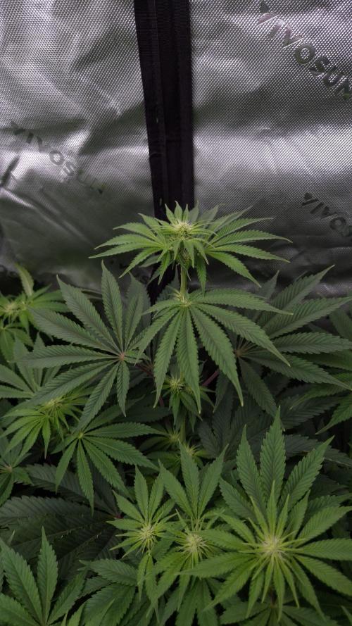 🥦Sticky Broccoli - EC 2026🏆. Week 8