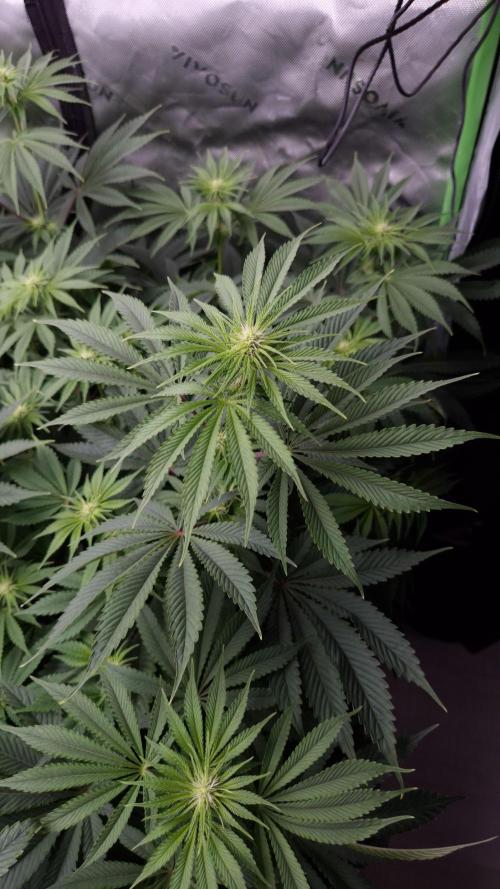 🥦Sticky Broccoli - EC 2026🏆. Week 8