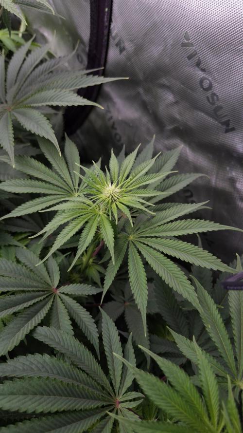 🥦Sticky Broccoli - EC 2026🏆. Week 8