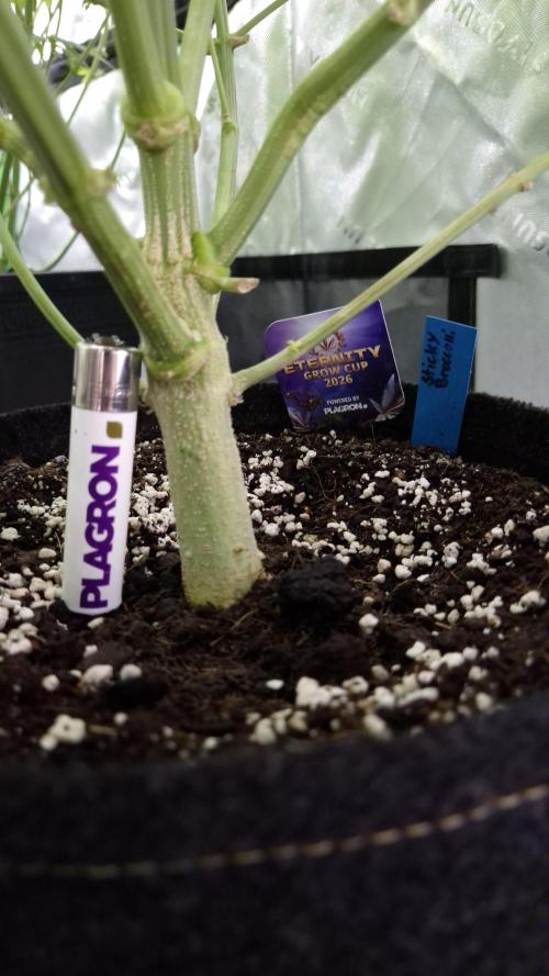 🥦Sticky Broccoli - EC 2026🏆. Week 9