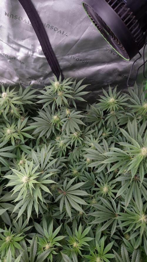 🥦Sticky Broccoli - EC 2026🏆. Week 9