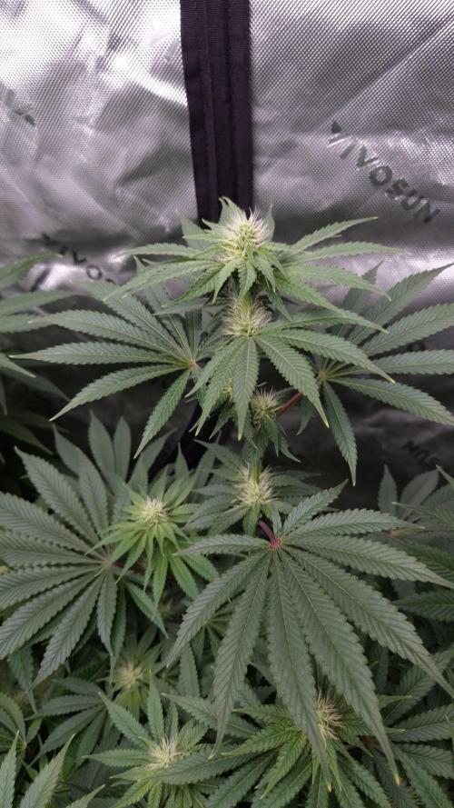 🥦Sticky Broccoli - EC 2026🏆. Week 9